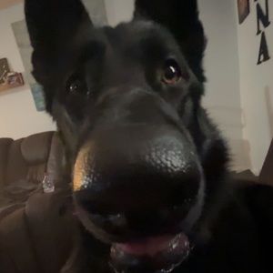 Meet your Posher, Sasha